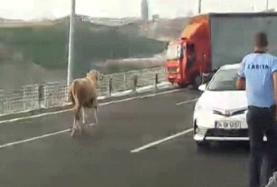 Kaçan kurbanlık Osmangazi Köprüsü’nde sürücülere zor anlar yaşattı