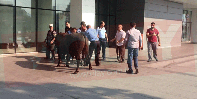 Bursa’da kaçan boğa AVM’ye sığındı