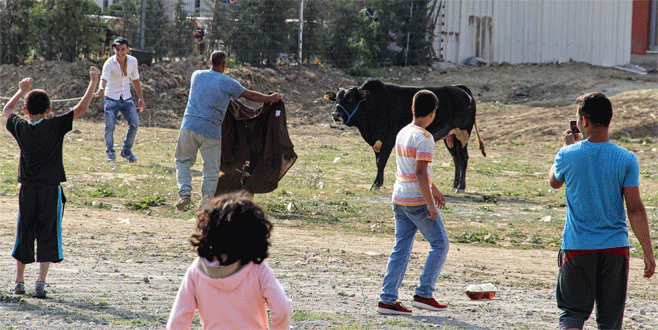 Bursa’da matadorları aratmayan görüntüler