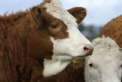Kurban keserken hayatını kaybetti