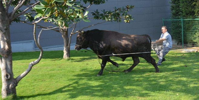 Bursa’dan kurban bayramı manzaraları…