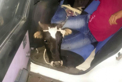 Otomobille inek hırsızlığı