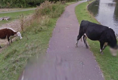 Google ineklerin yüzünü buzladı