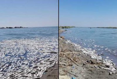 Korkutan gelişme! Çok sayıda ölü balık sahile vurdu