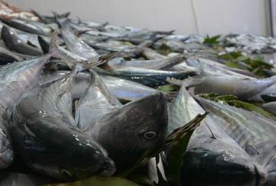 Bir gecede 200 bin palamut avladılar