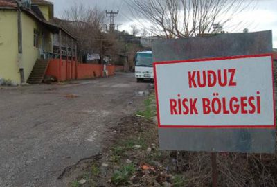 Kuduz alarmı! 104 kişi tedavi altında