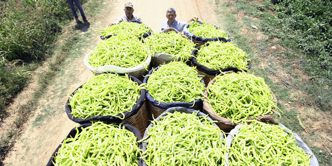 Çiftçinin ihracat umudu