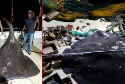 Dünyanın en büyük vatozuna Türkiye’de rastlandı