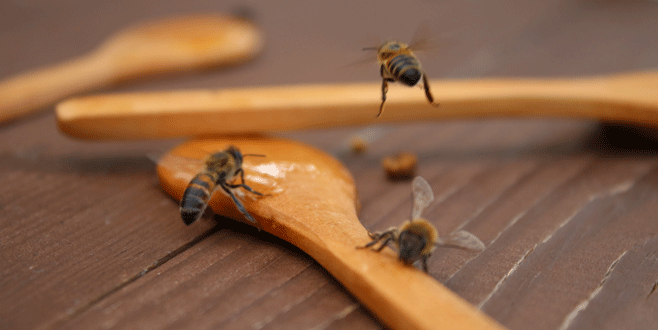 Şifa kaynağı arılar şaşırtıyor