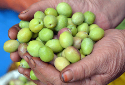 Zeytin hasadı sıkıntılı başladı