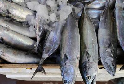 Palamut avında ‘altın çağ’ yaşanıyor