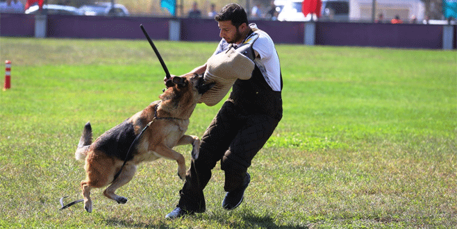 Alman çoban köpekleri sokak hayvanları için yarıştı