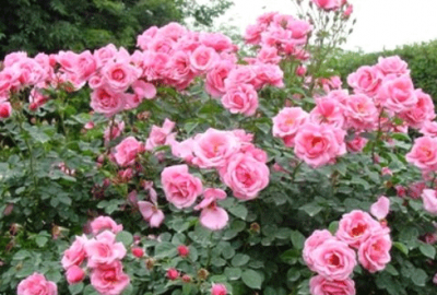 Gül çiçeğine 7,5 lira