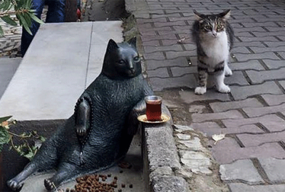 Kadıköy Ziverbey'de bir kaldırım taşında verdiği pozuyla ünlenen kedi Tombili'nin