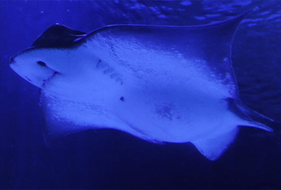 Akvaryumda vatoz dehşeti