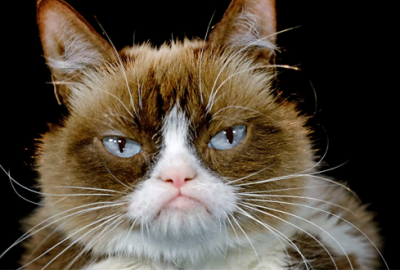 IŞİD’den Musul’da ‘kedi fetvası’