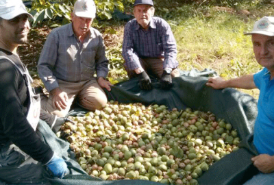 Ceviz üretiminde rekor artış