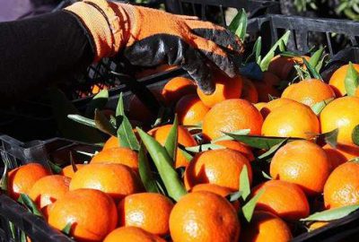 Meyve sebze ihracatçılarında Rusya sevinci