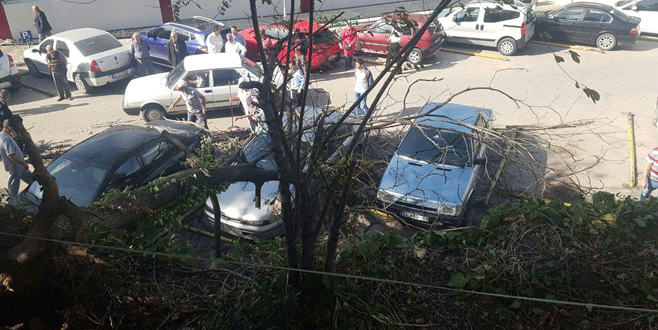 Bursa’da lodos ağaçları devirdi