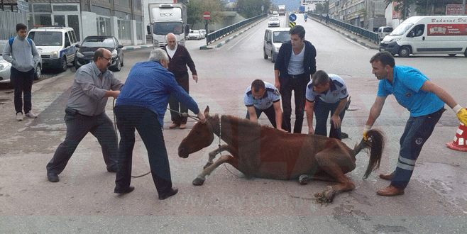 Bursa’da yol ortasında yığılan at iki şeridi kapattı
