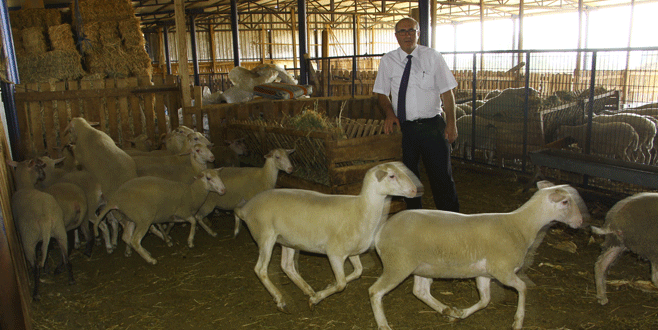 Küçükbaşa melezleme desteği