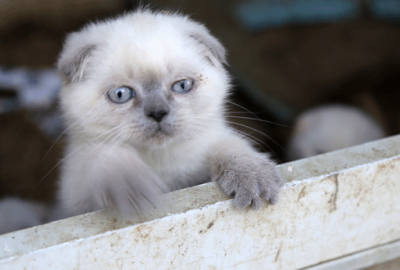 Kediler açık artırmayla satılacak