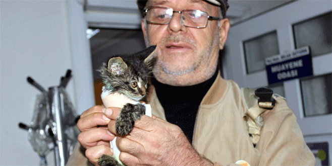 Otomobilin ezdiği yavru kedi protez bacakla yürüyecek
