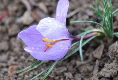 Safran altınla yarışıyor