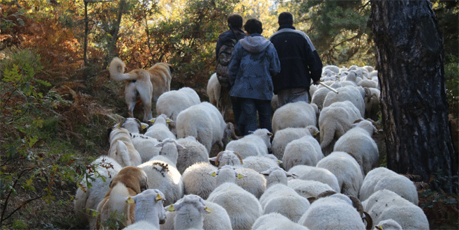 Uludağ’da koyunların zirve kampı sona erdi