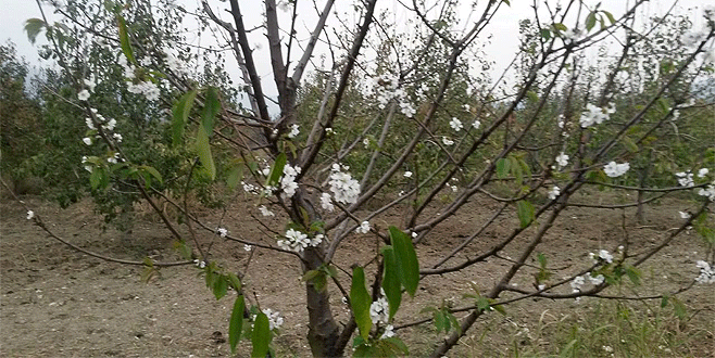 Bursa’da kiraz ağaçları çiçek açtı