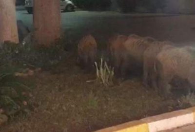 Aç kalınca şehre indiler!