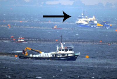 Gırgır teknesinin daldığı çiftlikte balıklar telef oldu