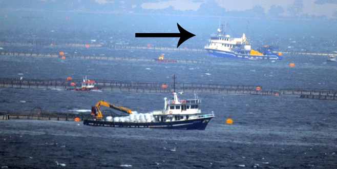 Gırgır teknesinin daldığı çiftlikte balıklar telef oldu