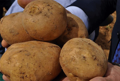 Milli patatesler dışa bağımlılığı bitirecek