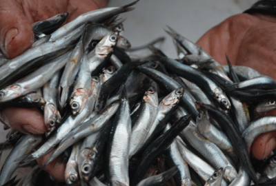 Karadeniz hamsisi tezgaha düştü