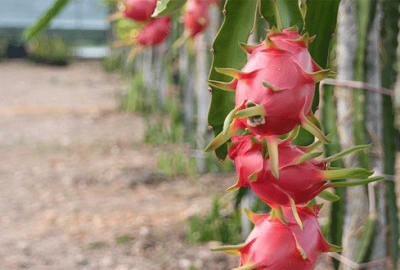 Alternatif ürün ‘ejder meyvesi’ çiftçiyi sevindirdi