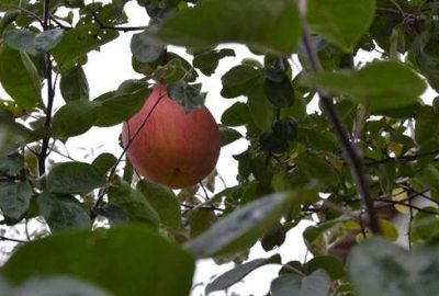 Eskişehir’de ayva ağacında yetişen ilginç meyve