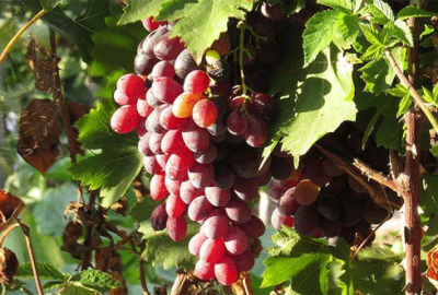 Meyve ve sebze üretiminde artış bekleniyor