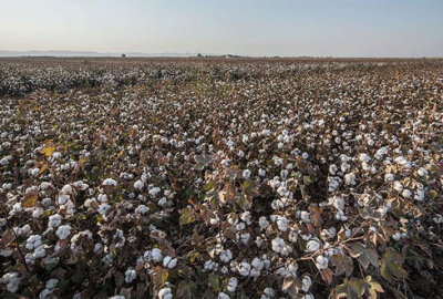 Pamuk üreticisi ‘altın yılını’ yaşıyor