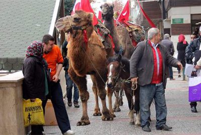 Bursa’daki Cumhuriyet Yürüyüşü’nde deve krizi