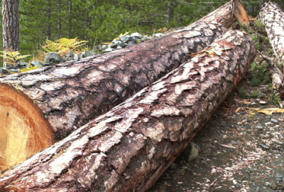 Yuvarlanan tomruk can aldı