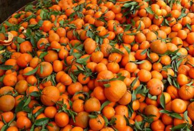 Türkiye’ye geri gönderildi! Tam 29 ton…