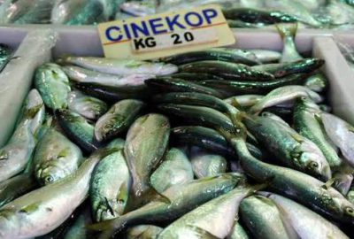 Çinekop bolluğu fiyatları düşürdü