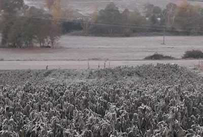 İznik ovasını kırağı vurdu