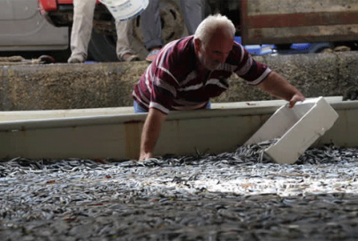 Tonlarca hamsi yem fabrikasına