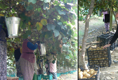 Orhangazi kivide iddialı hale geldi