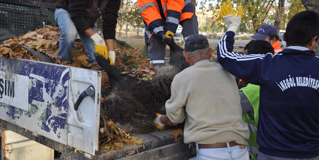 Bursa’da tören alanının yakınına domuz leşi