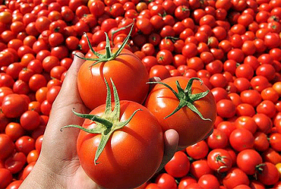 Domates üreticisine Rusya’dan kötü haber
