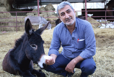 Eşek sütü anne sütüne rakip