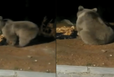 Bursalı dağcılar ayıları Uludağ’da elleriyle besledi